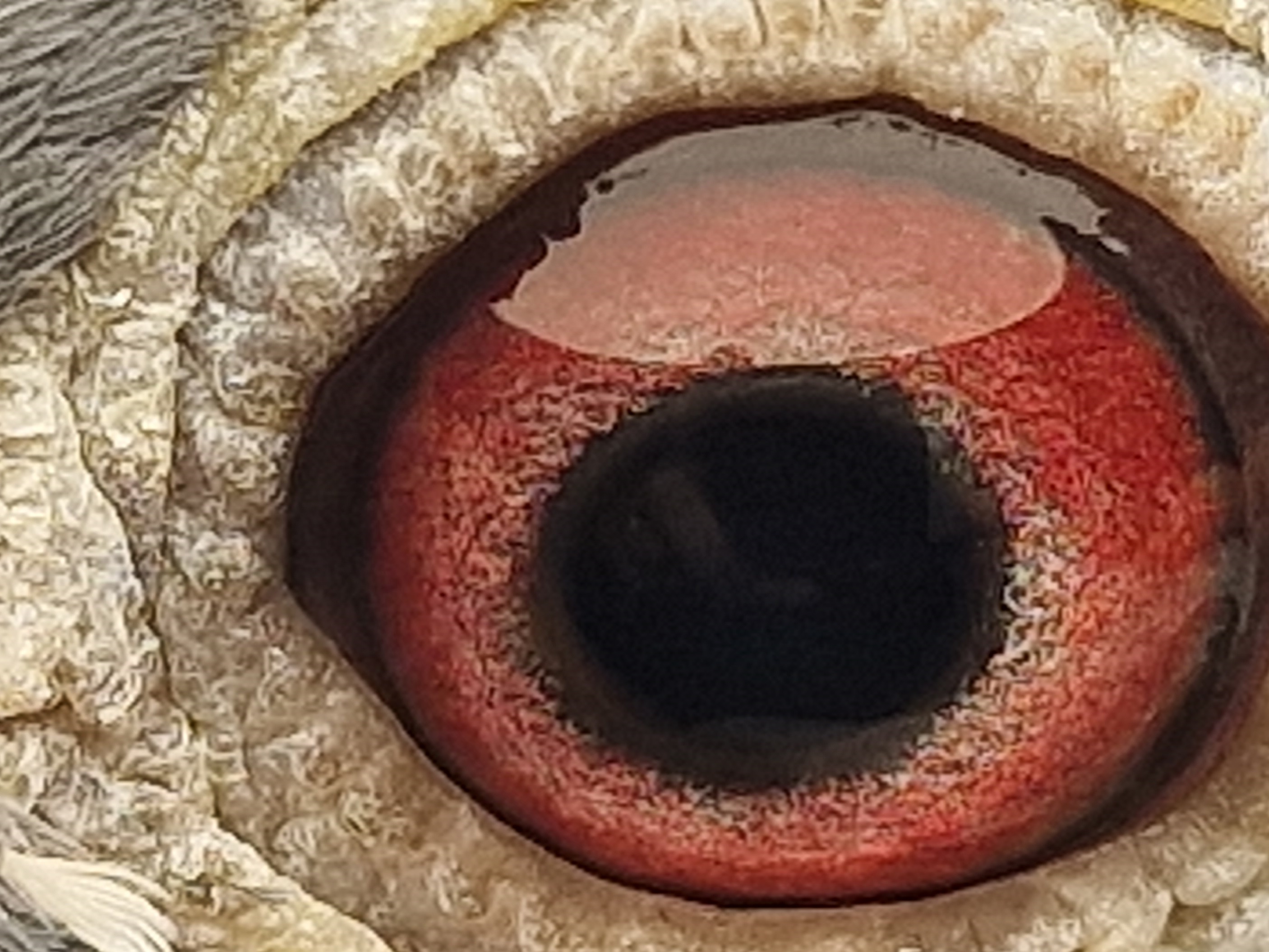 Pigeon eye